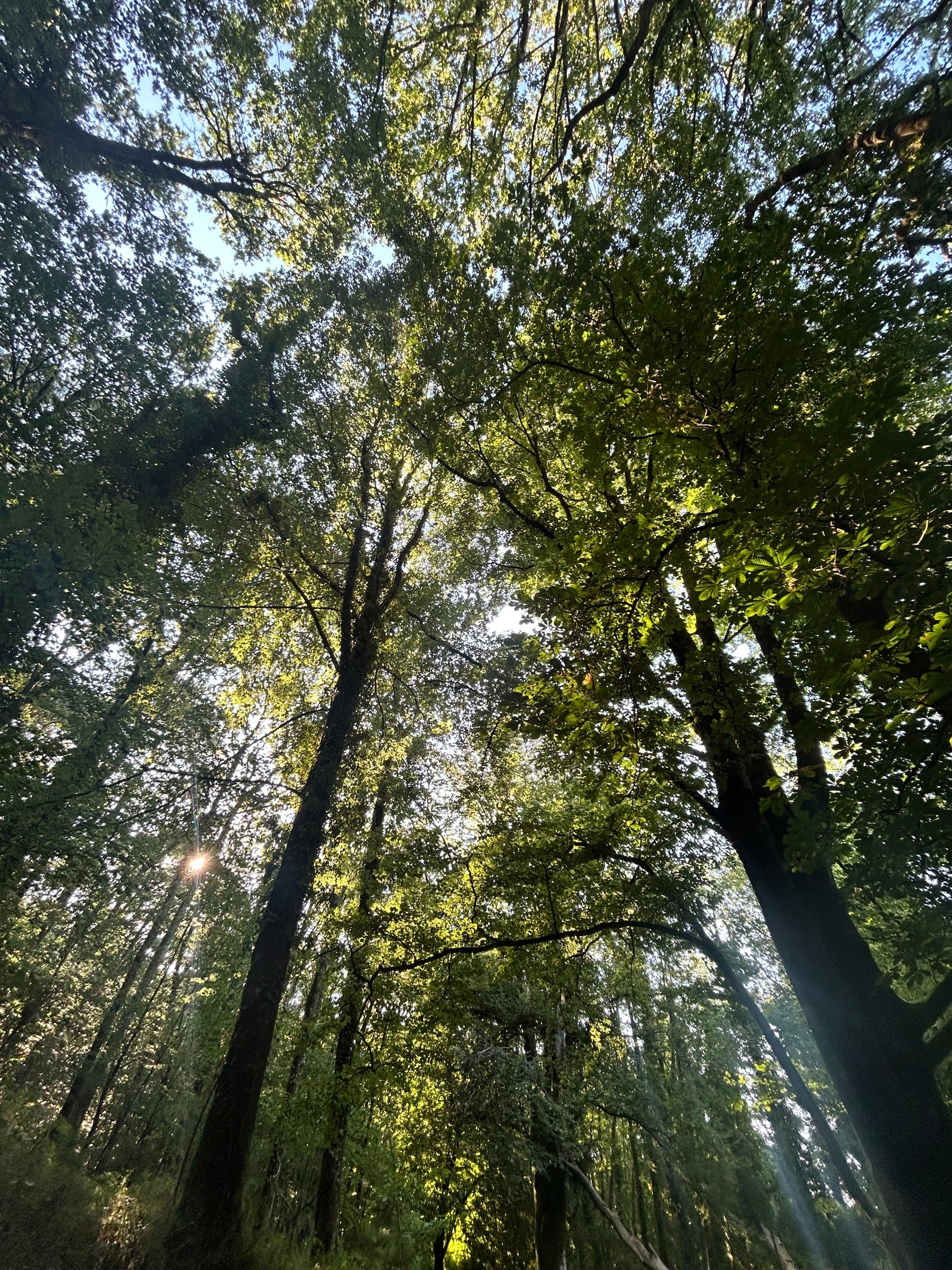 The Wild Roots