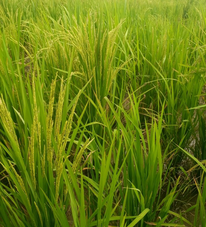 Dauda DeeGlo Ndirmbitah — 2