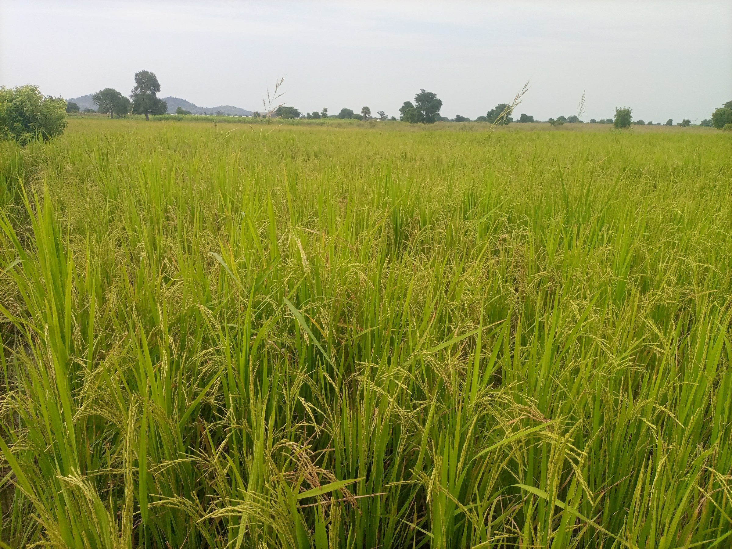 Dauda DeeGlo Ndirmbitah — 5