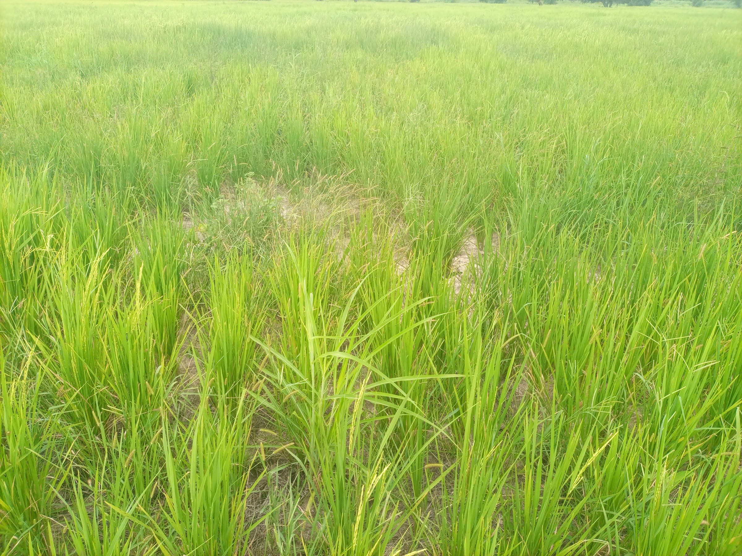 Dauda DeeGlo Ndirmbitah — 6