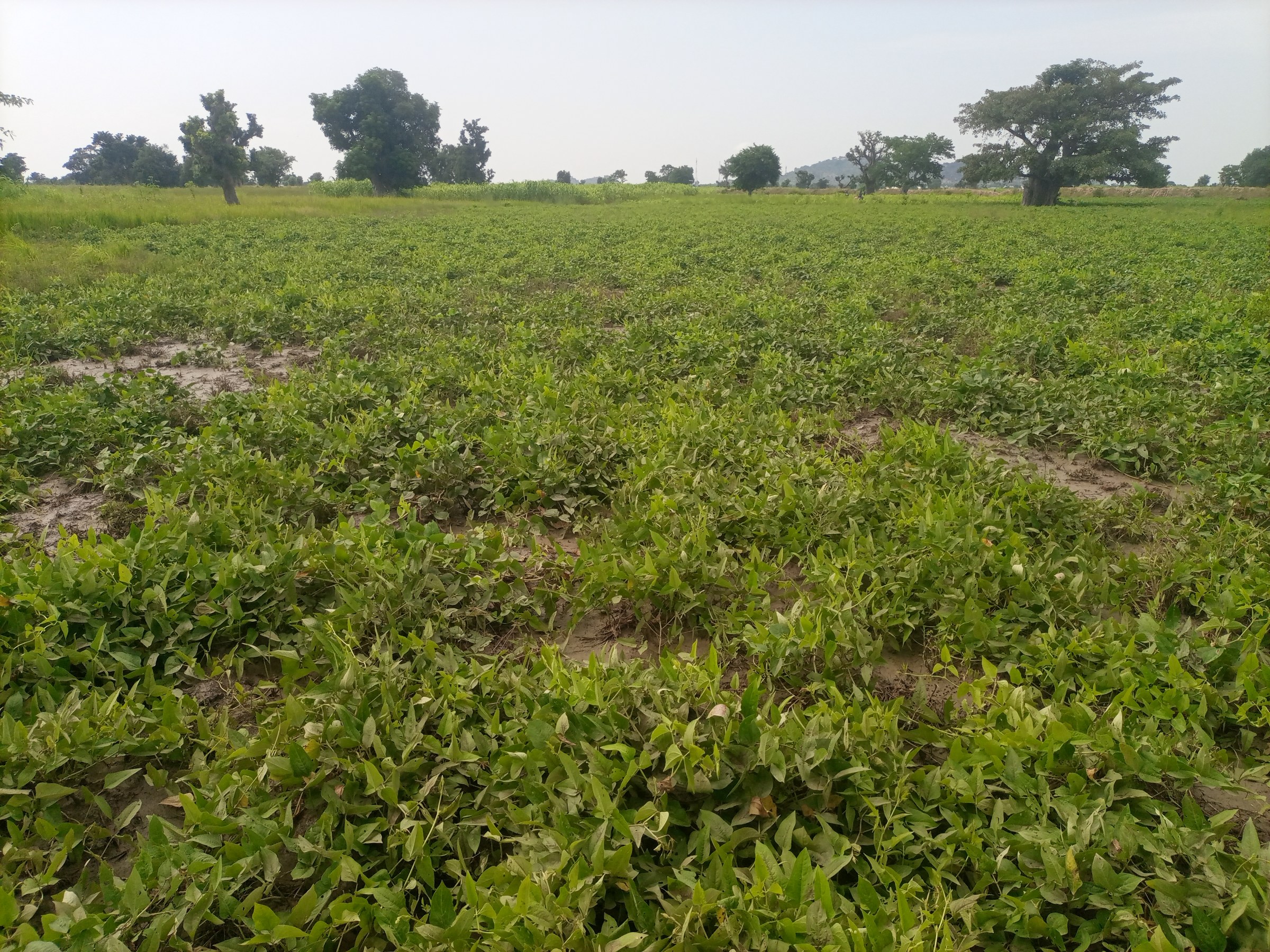 Dauda DeeGlo Ndirmbitah — 3
