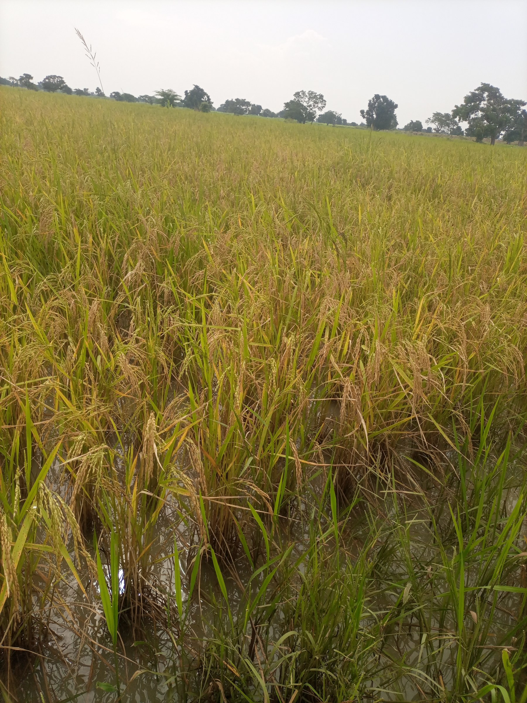 Dauda DeeGlo Ndirmbitah — 4
