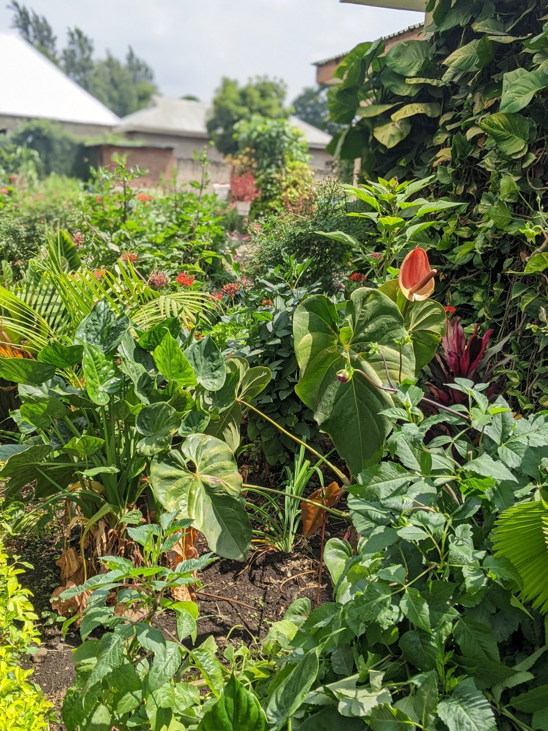 Sombetini Regenerative Sessions
